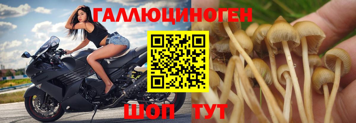 Чебоксары  дарнет шоп  Вход с VPN  Галлюциногенные грибы Cubensis  Псилоцибиновые грибы Psilocybine cubensis 